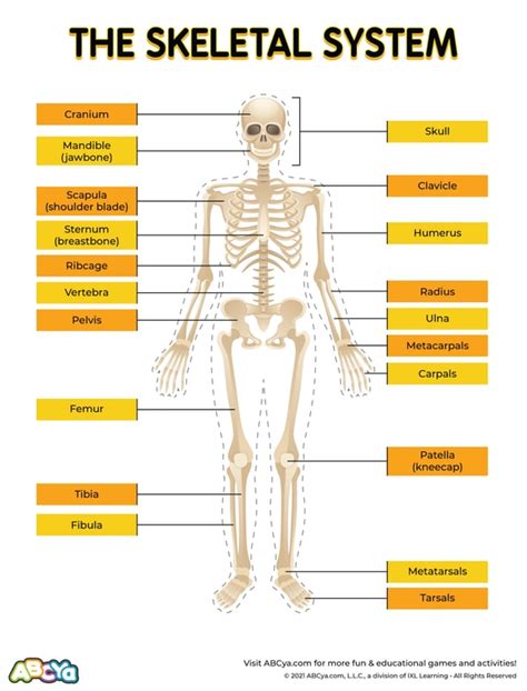 abcya skeletal system
